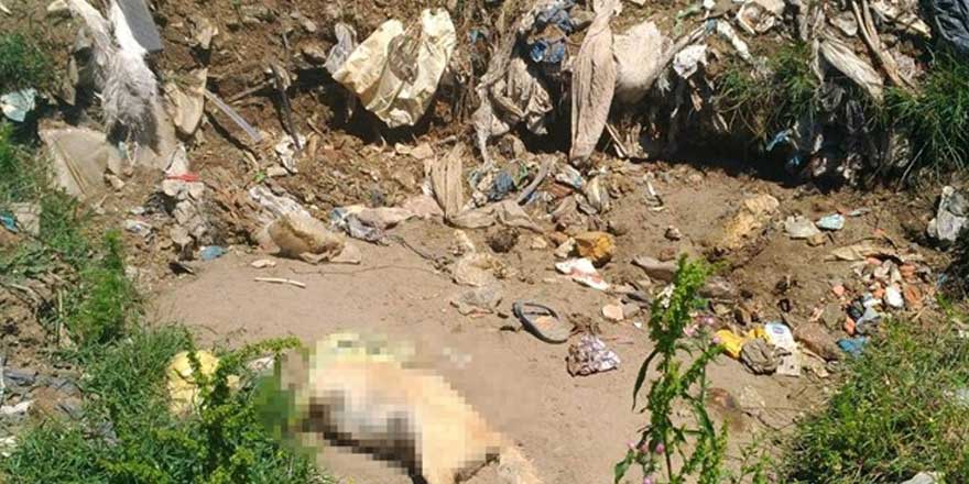 Sakarya'da hayvan katliamı!  Çöplükte 17 ölü köpek bulundu