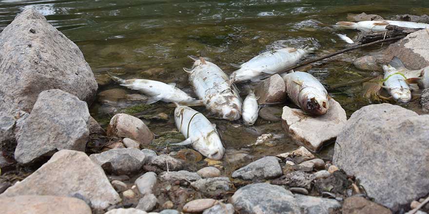 Türkiye'nin en uzun nehrinde korkutan görüntü: Balıklar 5 gündür kıyıya vuruyor