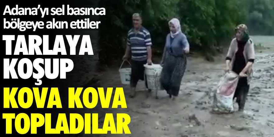 Adana'yı sel basınca tarlaya koşup kova kova topladılar!