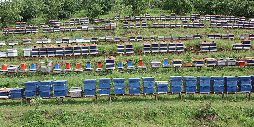 Arı üreticileri için büyük tehlike! "Yetkililerden yardım istiyoruz"