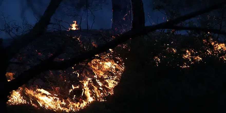 İzmir Foça'da orman yangını