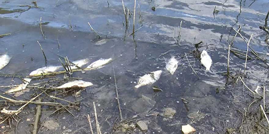 Balıklar kıyaya vurdu! Alibeyköy Barajı'nda korkutan görüntü
