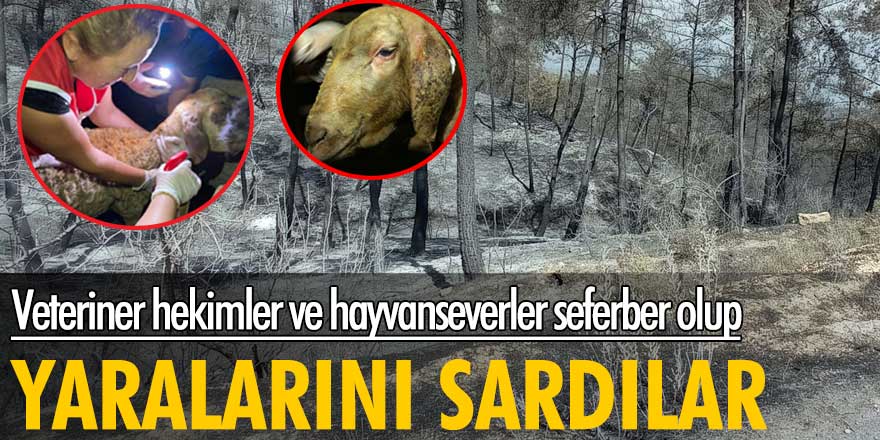 Veteriner Hekimler Ve Hayvanseverler Seferber Olup Yaralarını Sardılar