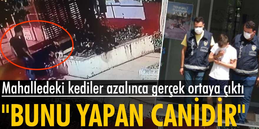 İstanbul Üsküdar'da kediler azalınca gerçek ortaya çıktı!