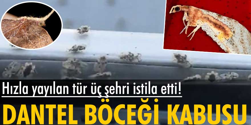 Kırklareli, Edirne ve Tekirdağ'da dantel böceği kabusu