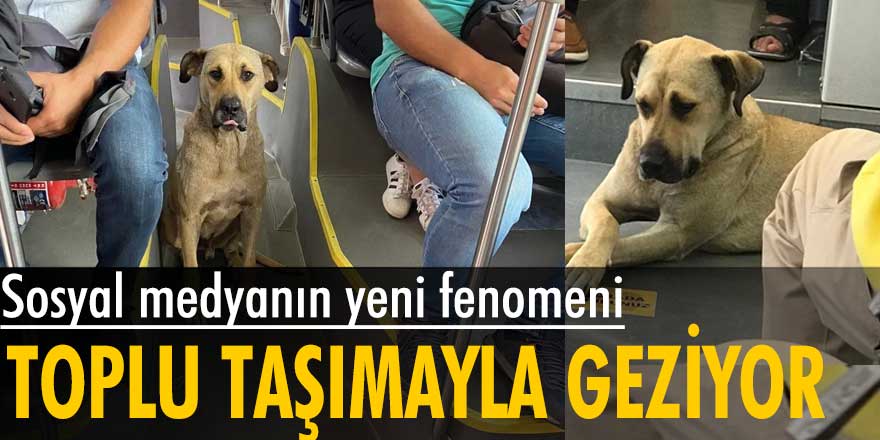 Sosyal medyanın yeni fenomeni bu köpek... İstanbul'u toplu taşımayla geziyor