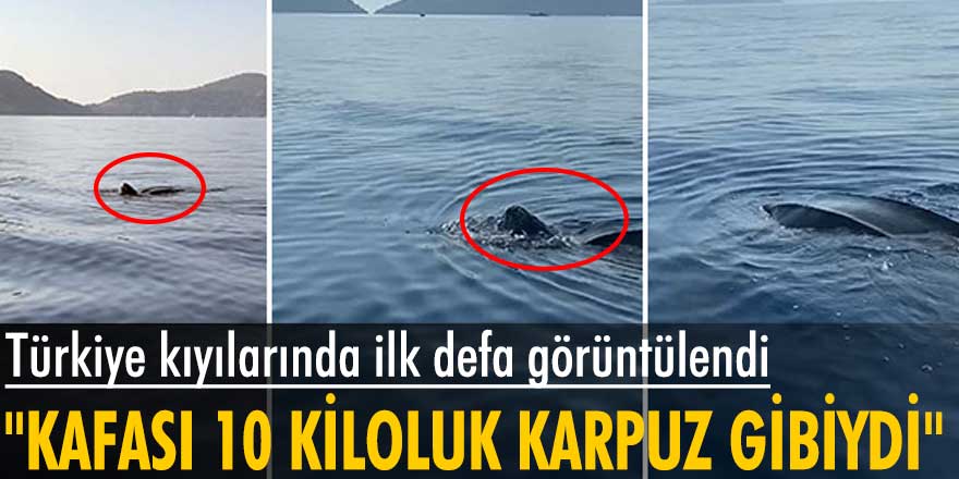 Türkiye kıyılarında ilk defa deri sırtlı deniz kaplumbağası görüntülendi