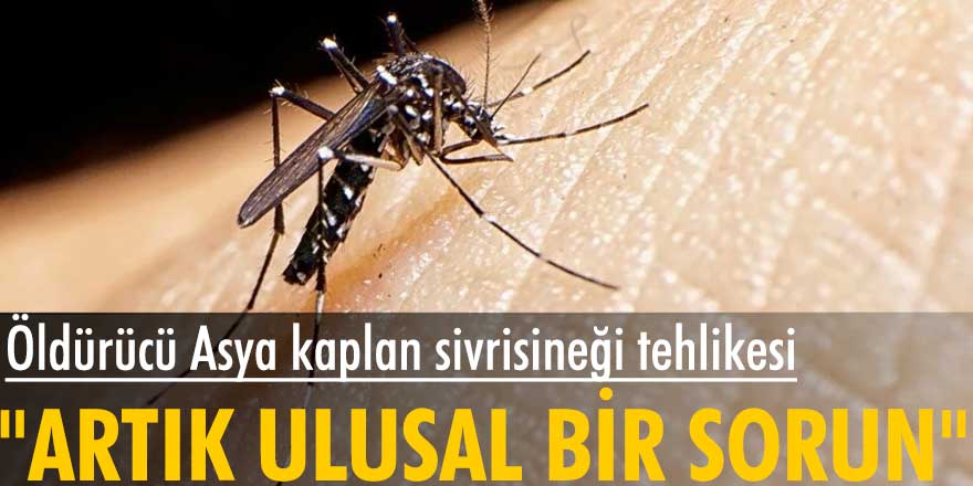 Öldürücü Asya kaplan sivrisineği, İstanbul’un yerleşik türleri arasına girdi