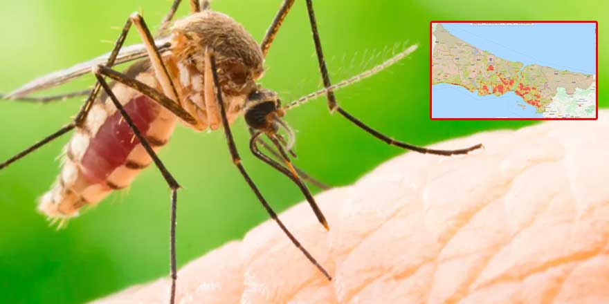 Sivrisineklerin üreme haritası çıkarıldı: 193 bin üreme alanı