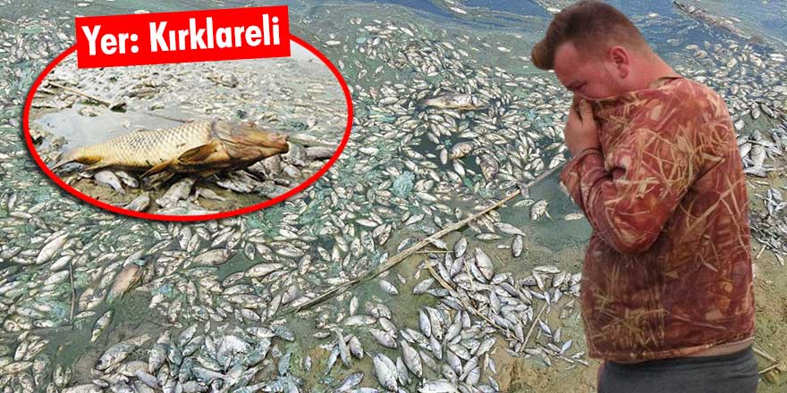Binlerce balığı öldüren işletmeye 96 bin lira ceza