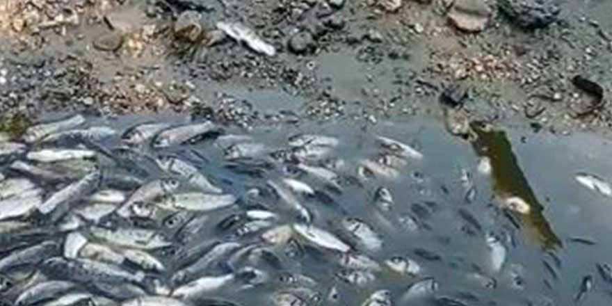 Bursa'da balık ölümlerine soruşturma 