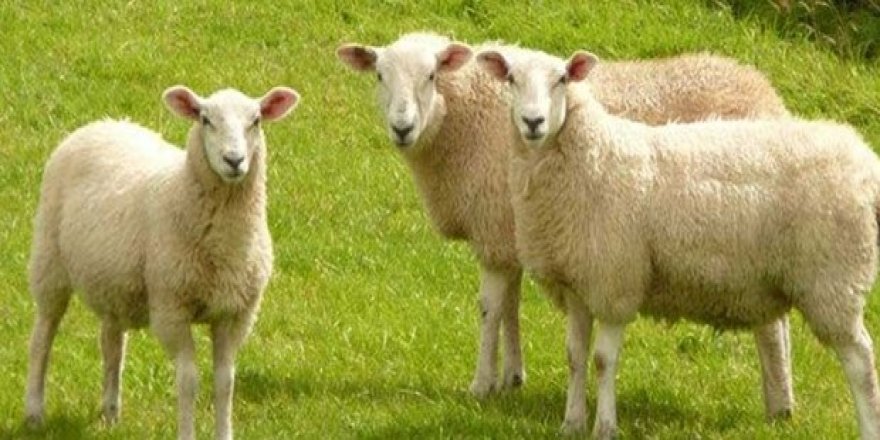 Genç Çiftçi Projesi için koyun alımı yapılacak