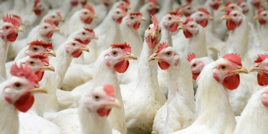 Tavuk fiyatı son üç ayda yüzde 50 arttı