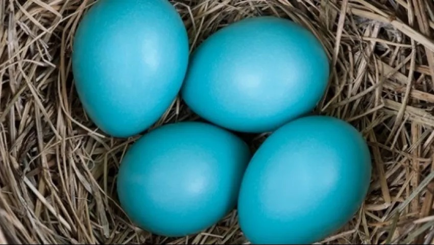 Mavi ve yeşil yumurtanın faydaları nelerdir?