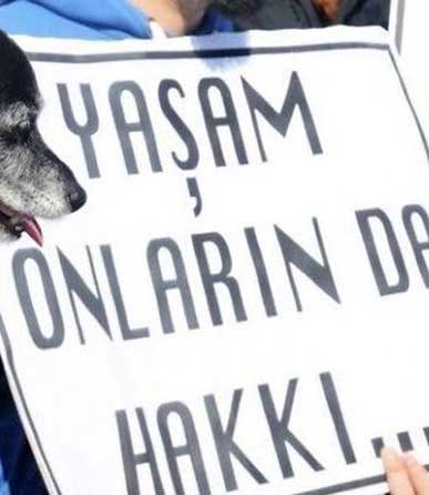 Eskişehir'de hayvan cinayeti!