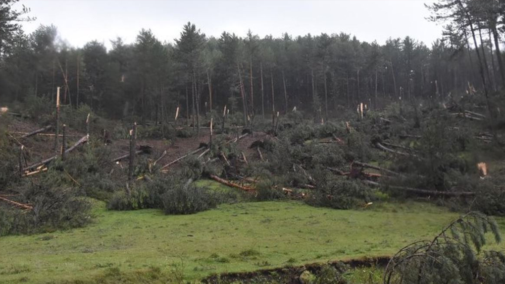 Fırtına hayatı felç etti! Yüzlerce ağaç devrildi