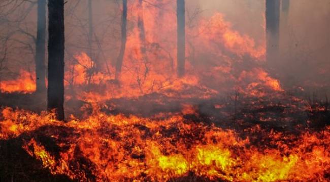 Marmaris'teki orman yangını tamamen kontrol altına alındı