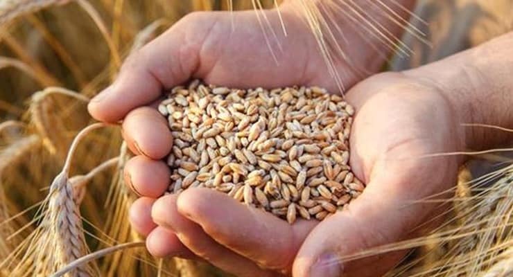 Milyonları ilgilendiren 'tahıl krizi'ne dair açıklama