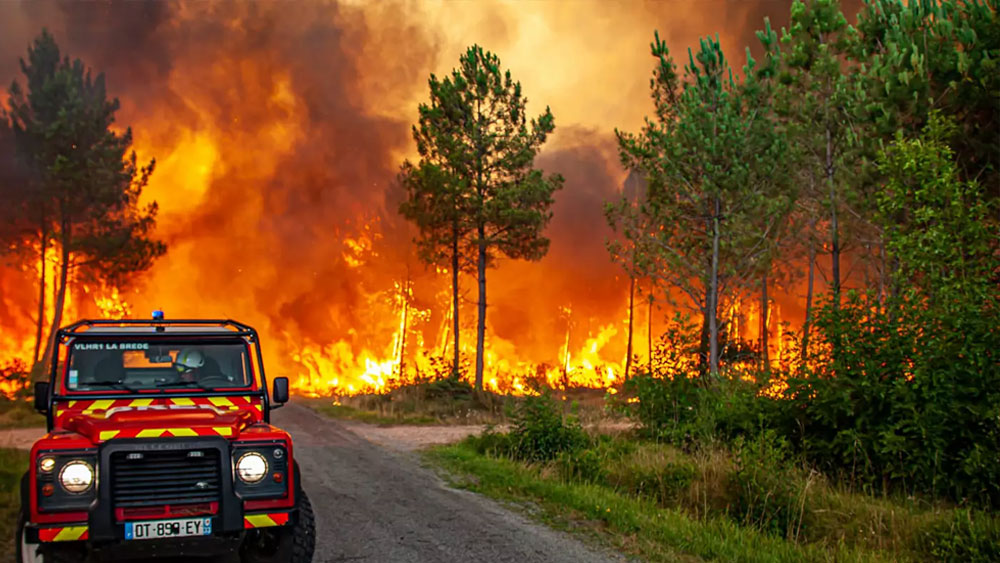 Orman yangınında 14 bin hektar alan kül oldu!