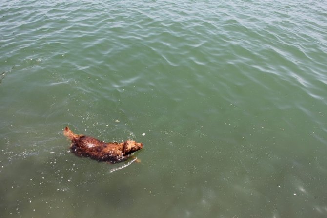 9 yaşındaki çocuğu denizin orasında köpek ısırdı