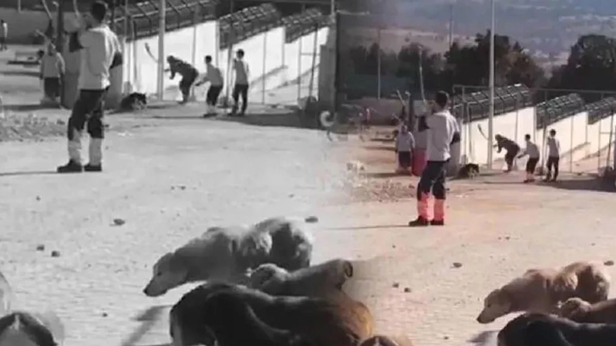 Bakan Kirişçi'den Konya'daki köpek katliamıyla ilgili flaş açıklama