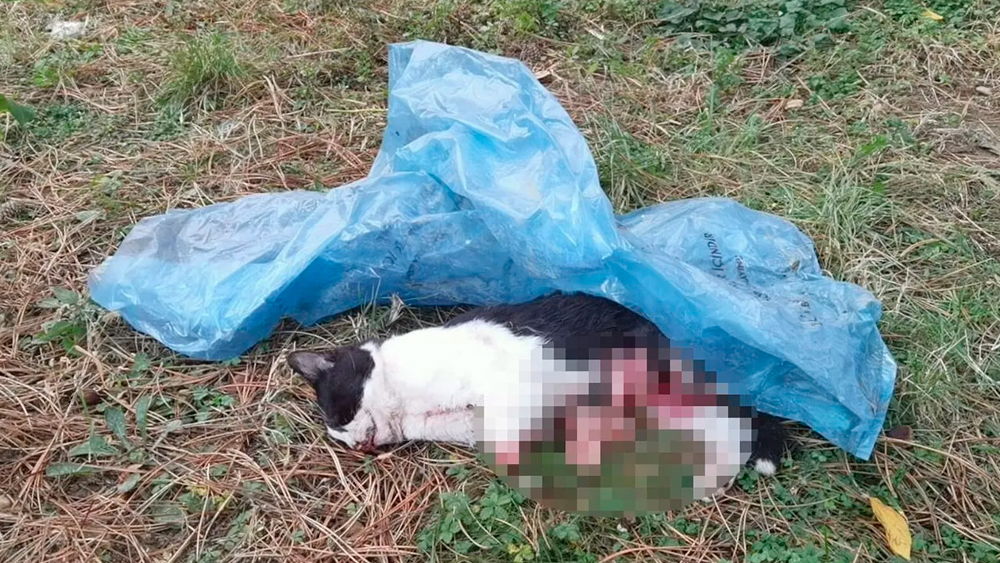 4 kediyi öldürdüler, yavru bir kedinin patilerini kestiler