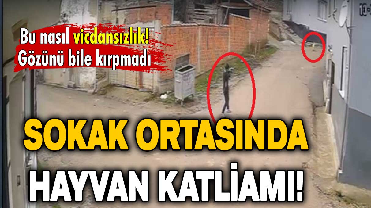 Bursa’da hayvan katliamı: Gözünü bile kırpmadı!
