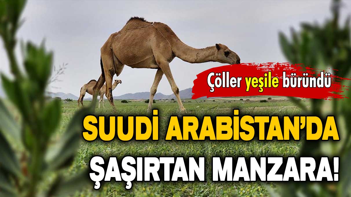 Suudi Arabistan’da şaşırtan manzara: Çöller yeşillendi!