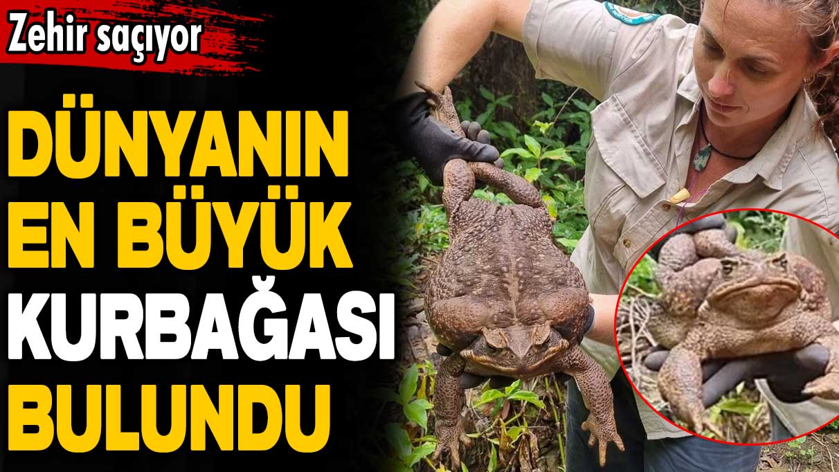 Dünyanın en büyük kara kurbağası bulundu! Zehir saçıyor