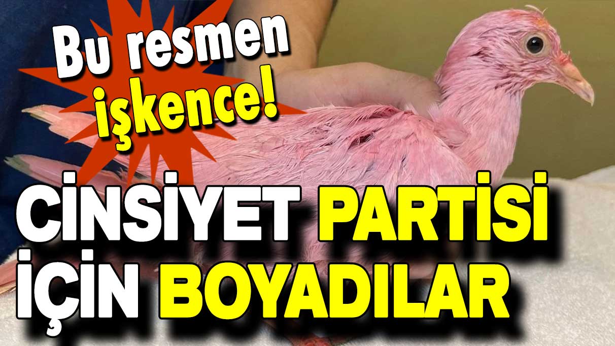 Bu resmen işkence: Cinsiyet partisi için güvercini boyadılar!