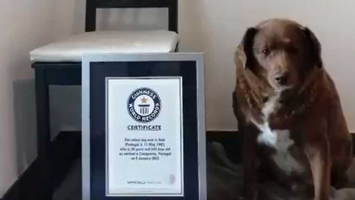 Dünyanın en yaşlı köpeği Guinness Rekorlar Kitabı'na girdi