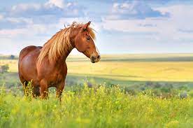 Rüyada at görmek neye yorumlanır?