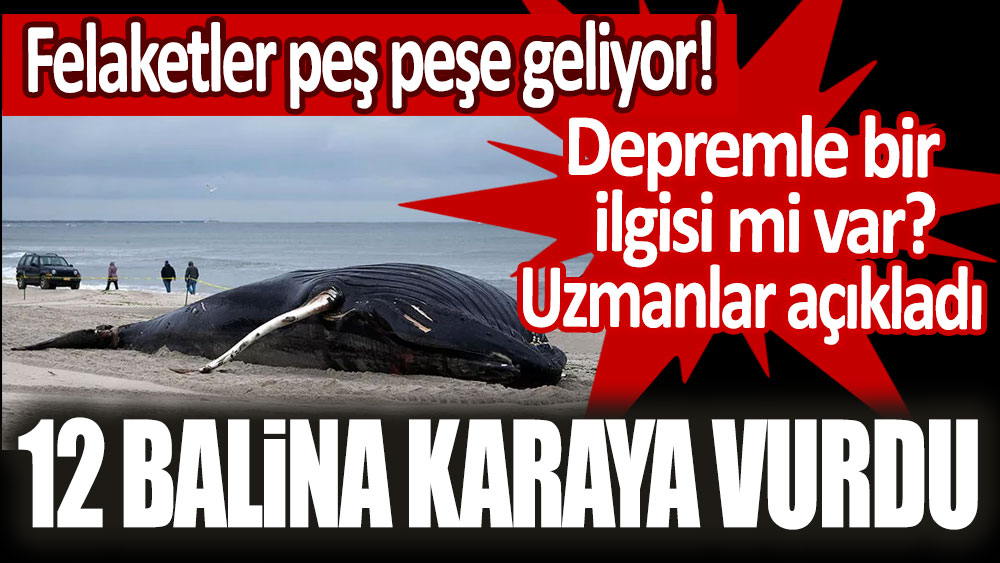 Felaketler peş peşe geliyor: 12 balina karaya vurdu!