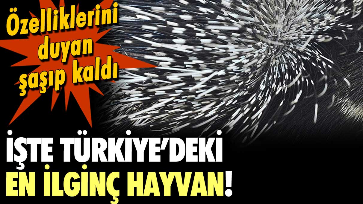 Türkiye'de yaşayan en ilginç canlı ortaya çıktı: İşte görüldüğü iller