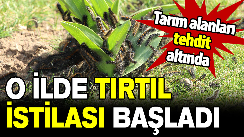 Şırnak'ta tırtıl istilası başladı: Tarım alanları tehdit altında!