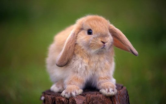 Rüyada tavşan görmek ne anlama gelir?