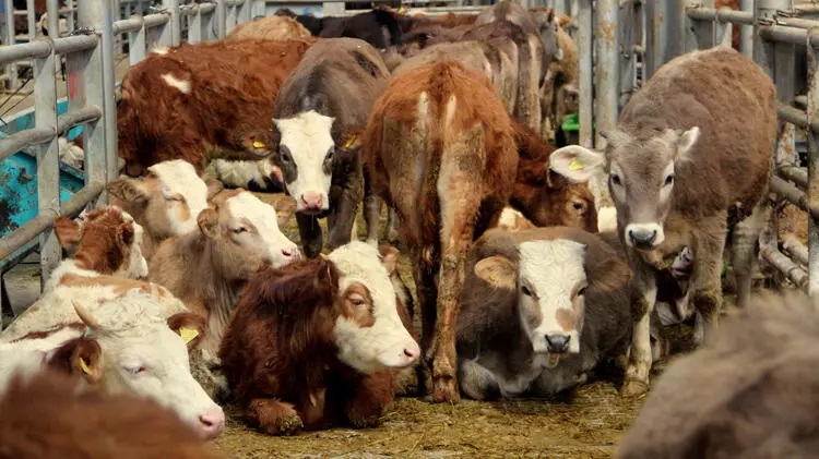 O ilde şap hastalığı kararı: Türkiye’nin en büyük hayvan pazarı kapatıldı