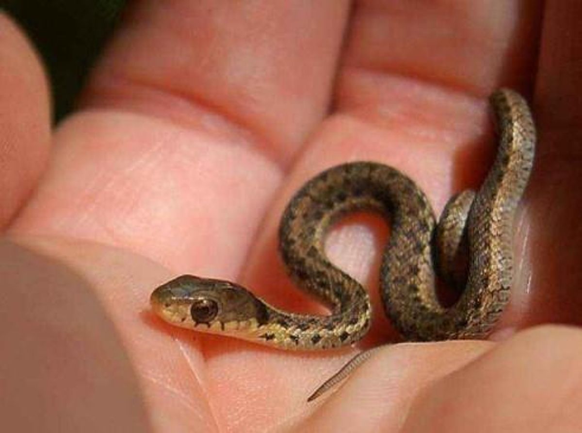Rüyada yılanla dost olmak ne anlama gelir