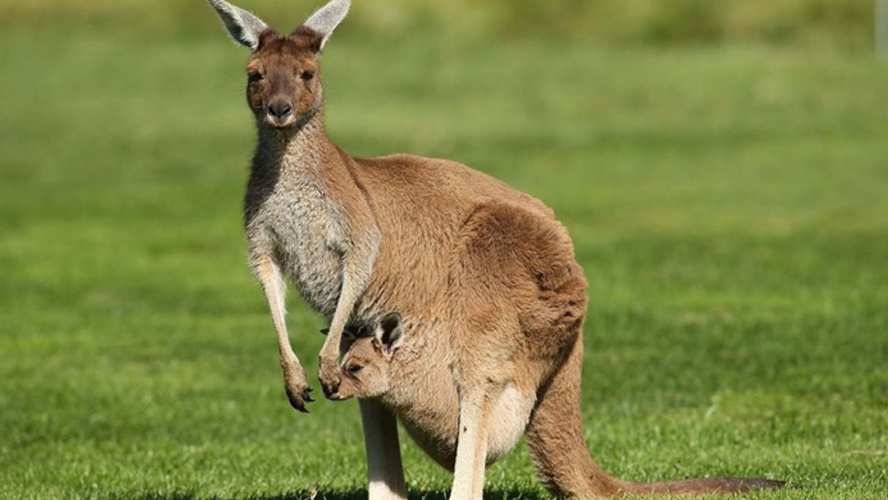 5 milyon kanguru için vur emri