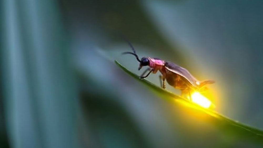Rüyada ateş böceği görmek ne anlama geliyor?
