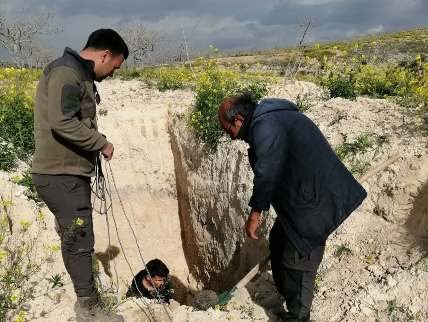 Şanlıurfa'da çukurda mahsur kalan çöl kirpisi kurtarıldı