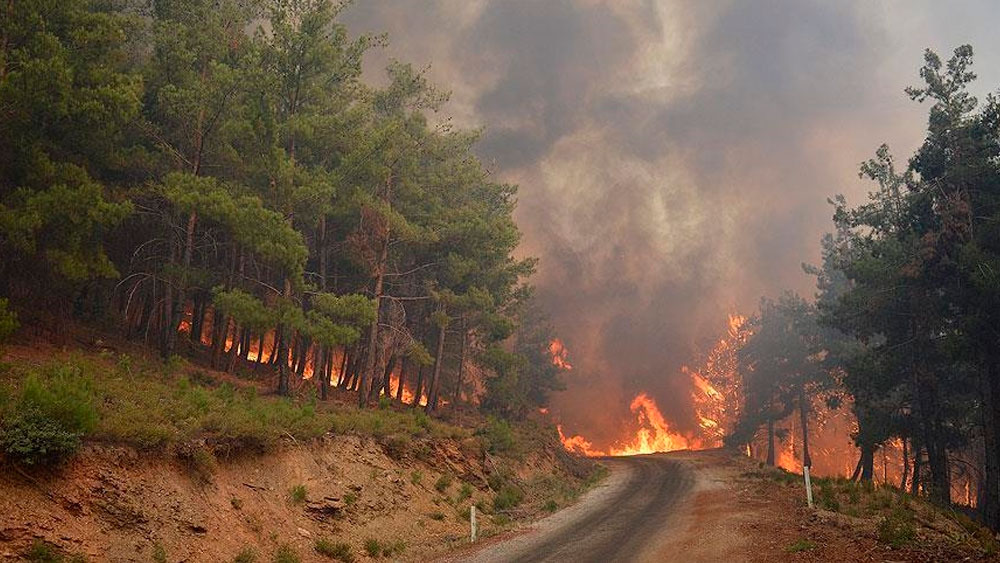 Bu yıl orman yangınlarından 33 bin hektar alan etkilendi