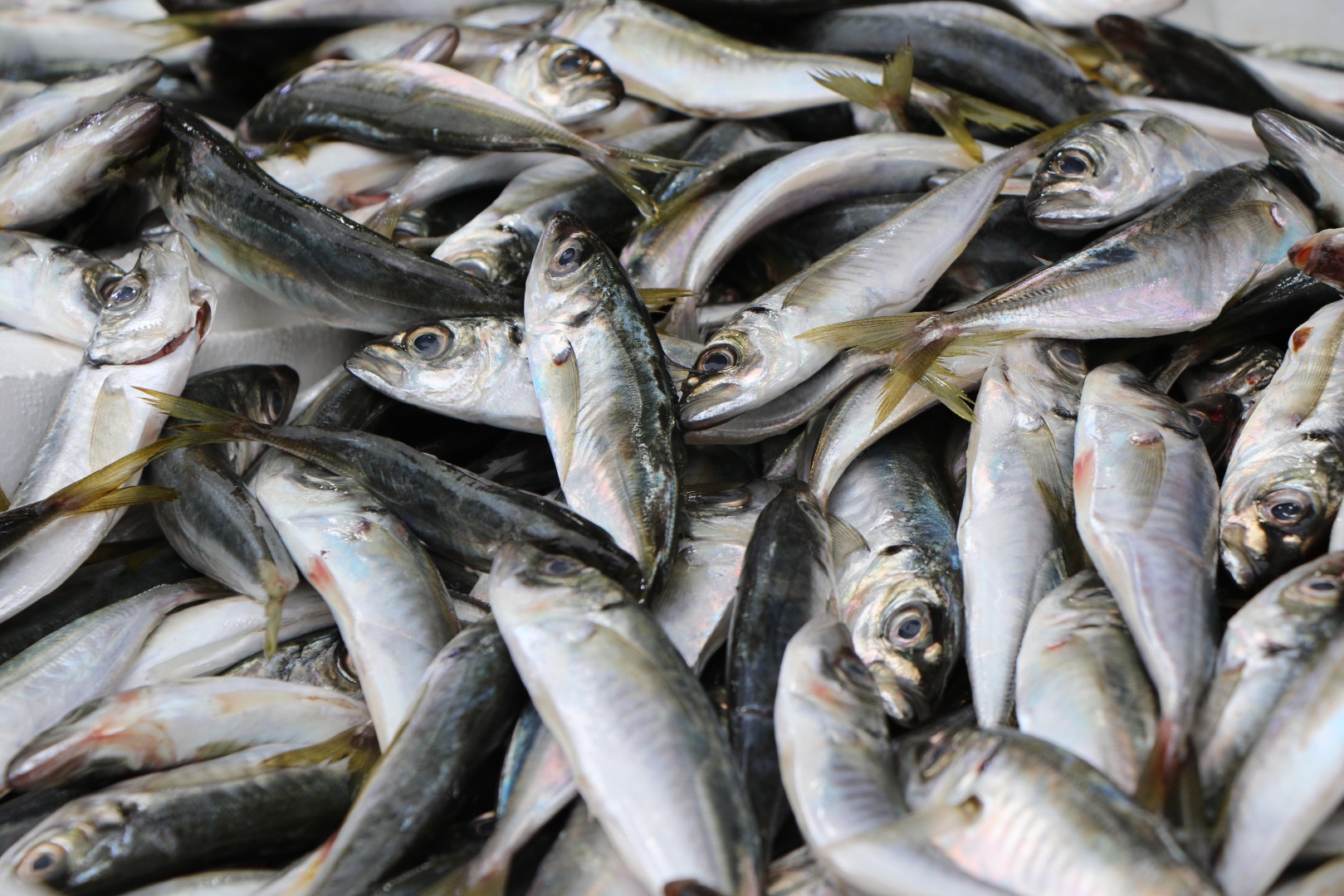 Küresel ısınma avlanan balık miktarını azalttı