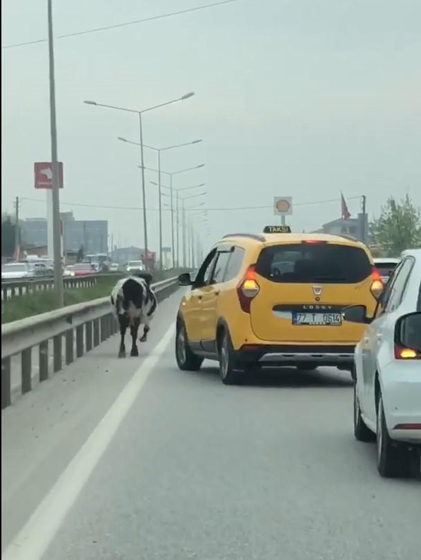 Bursa kara yoluna çıkan inek trafiği aksattı