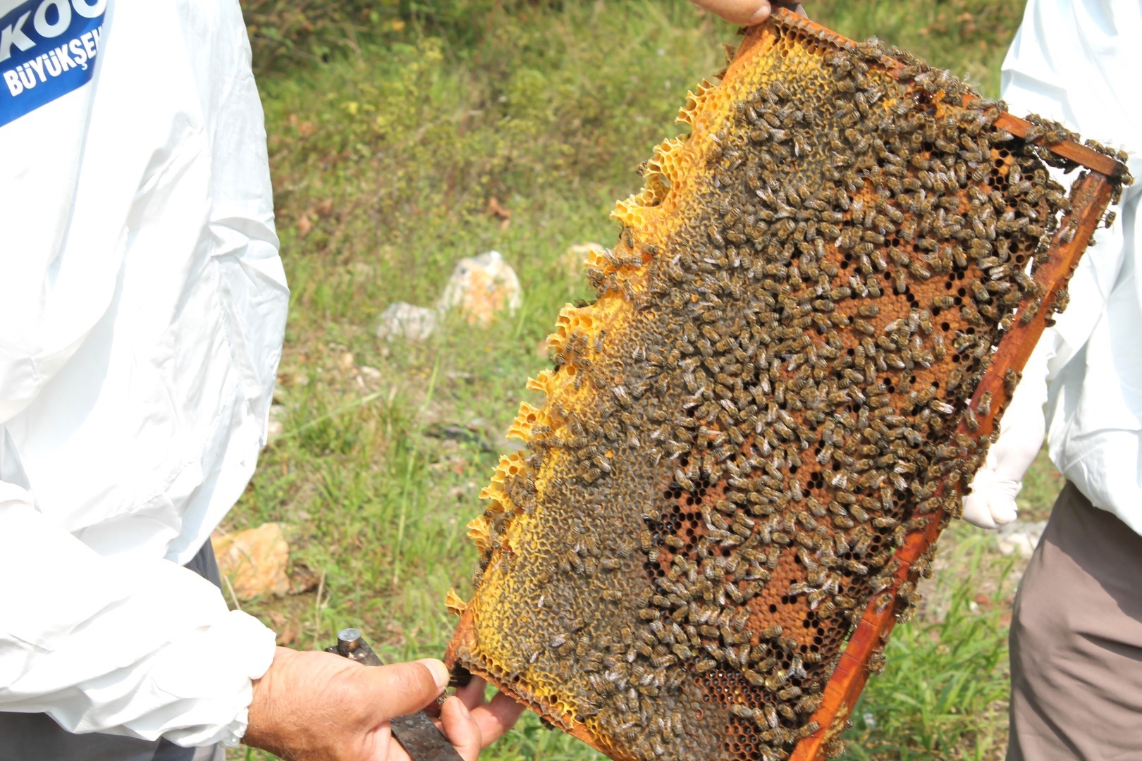 Arıcılara 55 ton arı yemi desteği