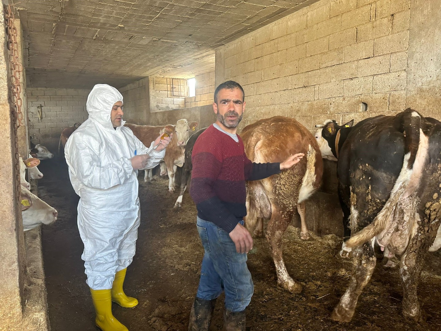 Siirt'te tedbir için kapatılan hayvan borsası tekrar açıldı