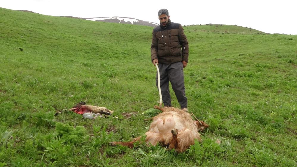 Hakkari'de kurtlar sürüye daldı: Onlarca koyunu öldürdü