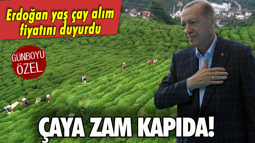 Erdoğan yaş çay alım fiyatını açıkladı: Zam kapıda!