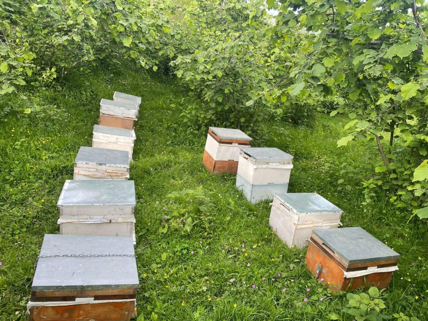 34 arı kovanını çalan hırsızlar kıskıvrak yakalandı