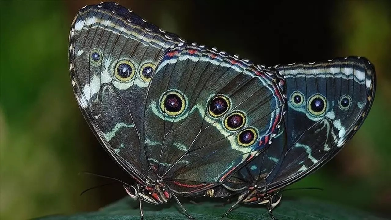 Yeni kelebek türlerine "Yüzüklerin Efendisi" karakterinin adı verildi